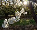 Orchard Blossom 68